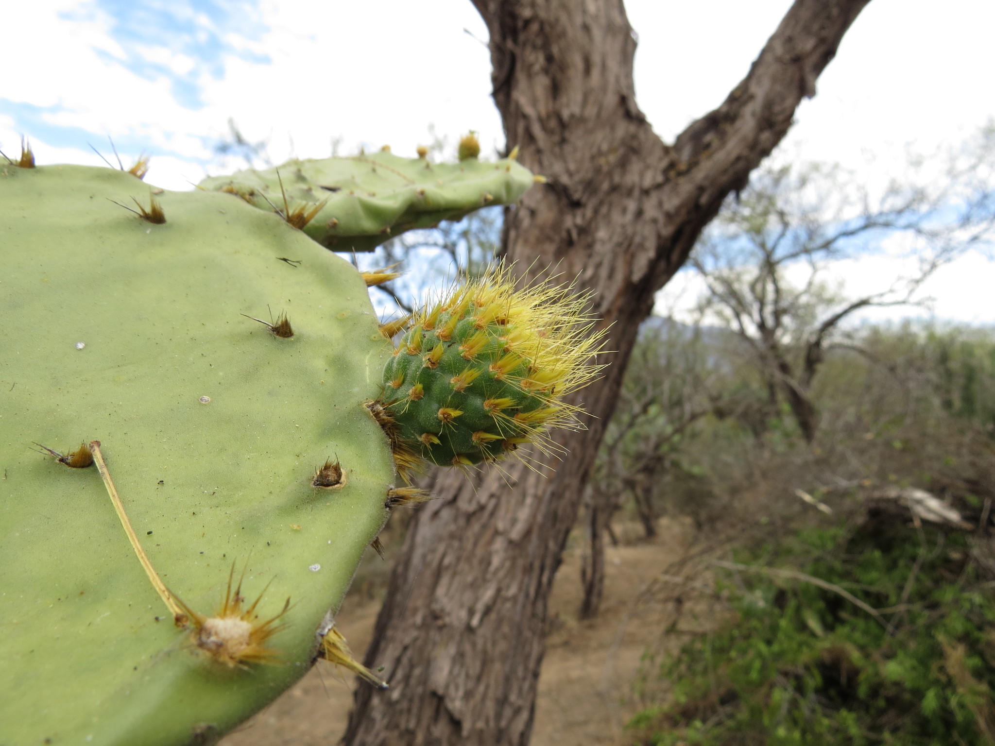 Opuntia velutina
