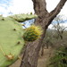 Opuntia velutina - Photo (c) Leticia Soriano Flores, μερικά δικαιώματα διατηρούνται (CC BY-NC), uploaded by Leticia Soriano Flores