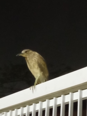 Nycticorax nycticorax