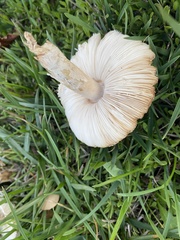 Leucoagaricus barssii
