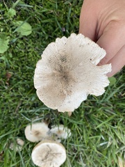 Leucoagaricus barssii