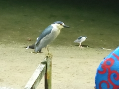 Nycticorax nycticorax