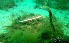 Parapercis stricticeps