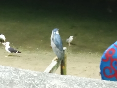 Nycticorax nycticorax