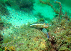 Parapercis stricticeps