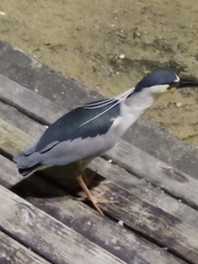 Nycticorax nycticorax