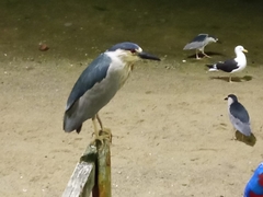 Nycticorax nycticorax