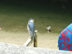 Nycticorax nycticorax