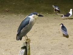 Nycticorax nycticorax