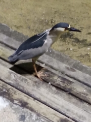 Nycticorax nycticorax