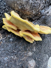 Laetiporus gilbertsonii