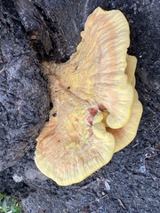 Laetiporus gilbertsonii