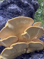 Laetiporus gilbertsonii