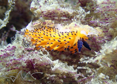 Favorinus tsuruganus