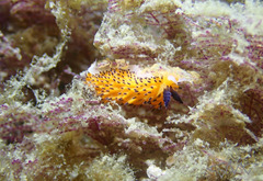 Favorinus tsuruganus