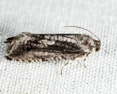Cydia lacustrina