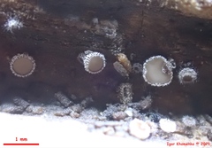 Lasiobelonium variegatum