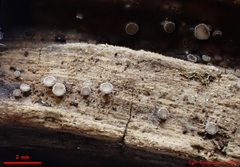 Lasiobelonium variegatum