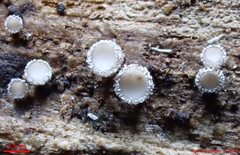 Lasiobelonium variegatum