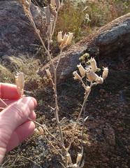 Mentzelia albescens