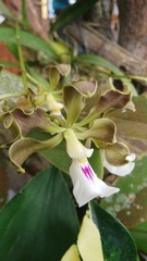 Encyclia cordigera image