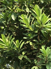 Calophyllum blancoi