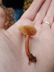 Lactifluus
