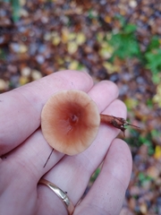Lactifluus