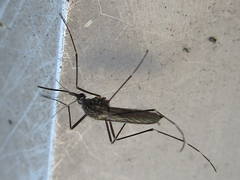 Aedes koreicus