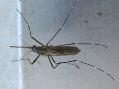 Aedes koreicus