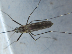 Aedes koreicus