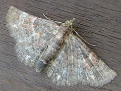 Gymnoscelis esakii