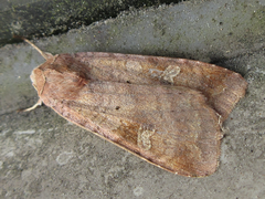 Diarsia canescens
