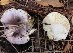 Russula occidentalis