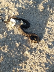 Nerodia sipedon williamengelsi