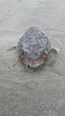 Chilomycterus spinosus