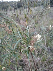 Buddleja angusticarpa