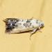 Willow Gall Moth - Photo (c) Tom Murray, some rights reserved (CC BY-NC), uploaded by Tom Murray