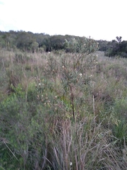 Buddleja angusticarpa