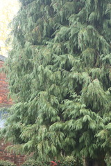 Chamaecyparis lawsoniana