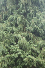 Chamaecyparis lawsoniana