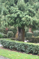 Chamaecyparis lawsoniana