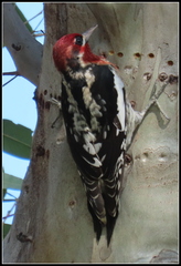 Sphyrapicus ruber × nuchalis