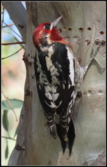 Sphyrapicus ruber × nuchalis