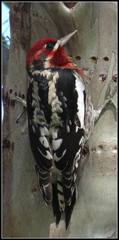 Sphyrapicus ruber × nuchalis