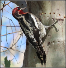 Sphyrapicus ruber × nuchalis
