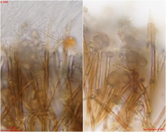 Lasiobelonium variegatum