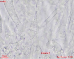 Lasiobelonium variegatum