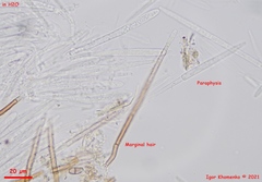 Lasiobelonium variegatum