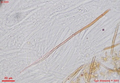 Lasiobelonium variegatum